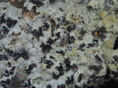 Felipes leucopellaeus