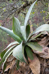 Agave pedunculifera