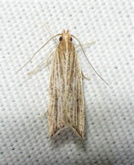 Helcystogramma hystricella