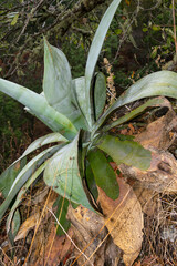 Agave pedunculifera
