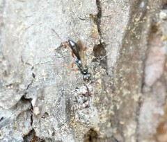 Agenioideus cinctellus