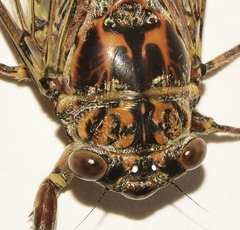 Cicada barbara