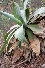 Agave pedunculifera