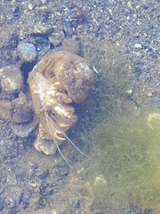 Upogebia pugettensis