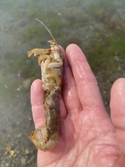 Upogebia pugettensis