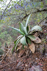 Agave pedunculifera