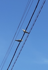 Streptopelia decaocto