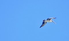 Pelecanus occidentalis