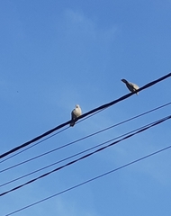 Streptopelia decaocto