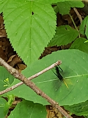 Gnamptopelta obsidianator