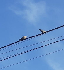 Streptopelia decaocto