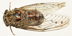 Cicada barbara