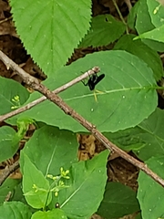 Gnamptopelta obsidianator