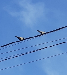 Streptopelia decaocto