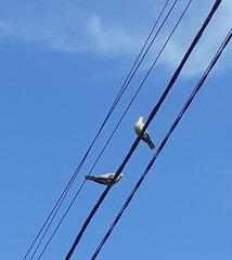 Streptopelia decaocto