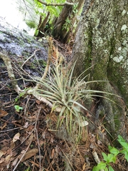 Tillandsia × floridana