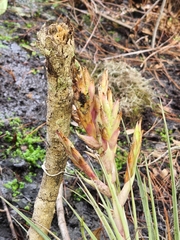 Tillandsia × floridana