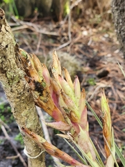 Tillandsia × floridana