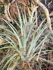 Tillandsia × floridana