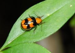 Sonchia sternalis