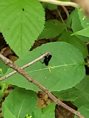 Gnamptopelta obsidianator