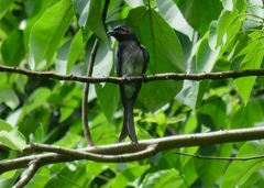 Dicrurus caerulescens