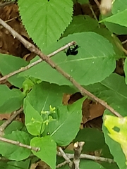 Gnamptopelta obsidianator