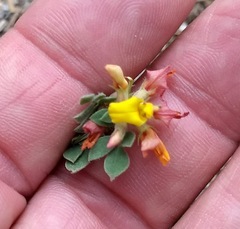 Acmispon decumbens decumbens