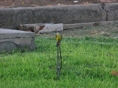 Tyrannus melancholicus