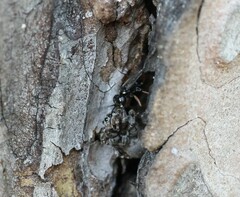 Agenioideus cinctellus