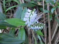 Veronica macrocarpa