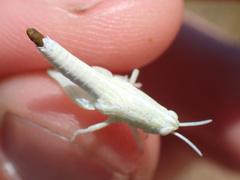 Hypochlora alba