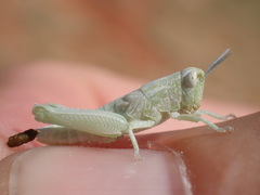Hypochlora alba