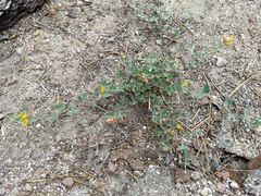 Acmispon decumbens decumbens