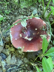 Russula vinacea
