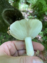 Russula vinacea