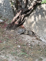 Testudo hermanni