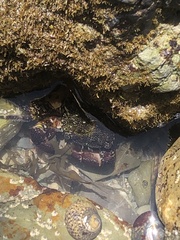 Pachygrapsus marmoratus