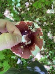 Russula vinacea