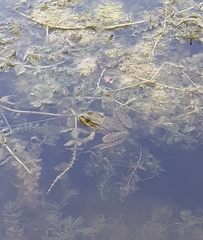 Pelophylax