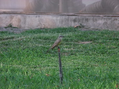 Tyrannus melancholicus