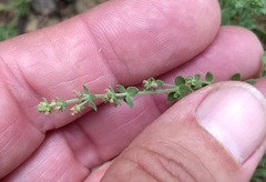 Acmispon decumbens decumbens