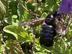 Xylocopa tabaniformis orpifex