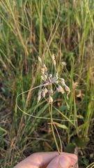 Allium flavum tauricum