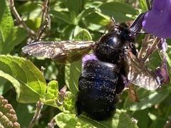Xylocopa tabaniformis orpifex
