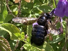 Xylocopa tabaniformis orpifex