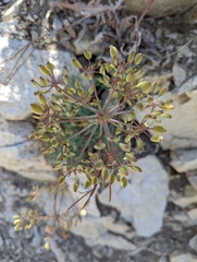 Lomatium rigidum