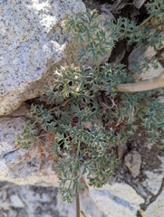 Lomatium rigidum
