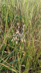 Allium flavum tauricum