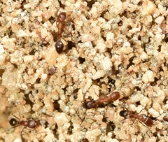 Monomorium subopacum